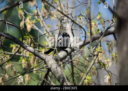 Red Winged Blackbird Perched in Springtime Stock Photo