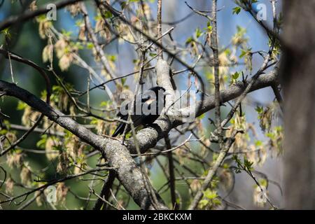 Red Winged Blackbird Perched in Springtime Stock Photo
