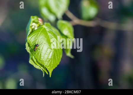 Red wood ant worker on hazel green leaf. Formica rufa. Corylus avellana. Bright fresh leaves of branch. Dangerous crawling insect on forest background. Stock Photo