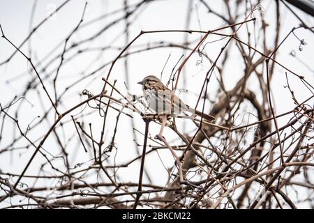 Song Sparrow Perched on Branch in Springtime Stock Photo