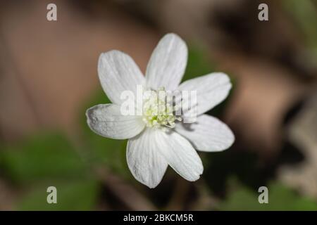 Wood Anemone Flower in Springtime Stock Photo