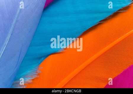 Colorful feathers texture close up Stock Photo