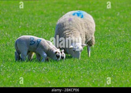 Ewe and new born lambs eating grass in a field in West Yorkshire, England, UK. Stock Photo