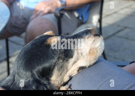 Faithful Hound Stock Photo
