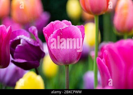 Tulips blooming in Conservatory Garden in New York City's Central Park. Stock Photo