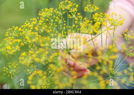 Gardening and agriculture concept. Female farm worker hand harvesting green fresh ripe organic dill in garden bed. Vegan vegetarian home grown food production. Woman farmer picking fragrant herb Stock Photo