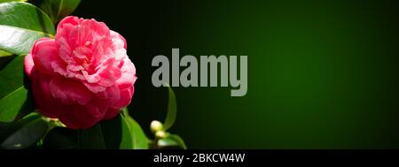 Pink camellia japonica peony form flower and leaves in the corner of the dark long horizontal background. Japanese tsubaki. Stock Photo