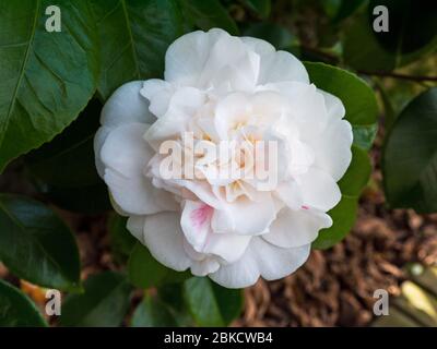 White camellia  informal double or peony form cultivar plant in the garden. Japanese tsubaki flower. Rose of winter. Stock Photo