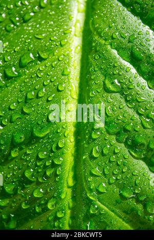 Houseplant - Spathiphyllum floribundum - Peace Lily. Water droplets on the green leaves. Water drops on leaves of a Spathiphyllum macro Stock Photo