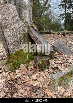 This photo, taken April 28, 2020, shows a tombstone in an old cemetery on Barter’s Island in Maine, in the Porter Preserve. The tree has “grabbed” part of the tombstone that dates to the 1800s and exerted so much pressure as it has grown that it split the tombstone, leaving the base in the ground and the top “hanging” in mid air. Stock Photo