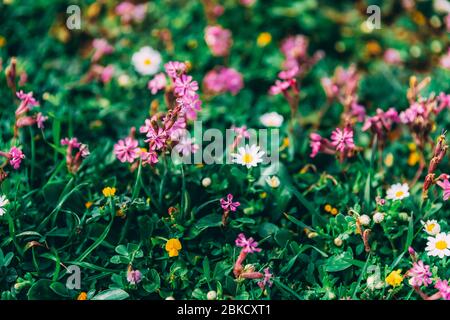Pink small flowers in the garden. Many flowers on green blurred background. Flowers bloom in the forest. Daisies and yellow asymmetric flowers. Wallpa Stock Photo
