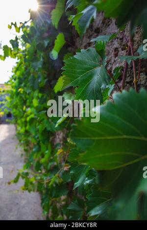 Green leaves growing on stone wall in Croatia Stock Photo