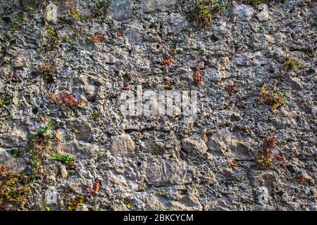 green wild plants are growing on old stone wall Stock Photo