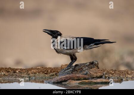 Hooded Crow (Corvus cornix) Stock Photo