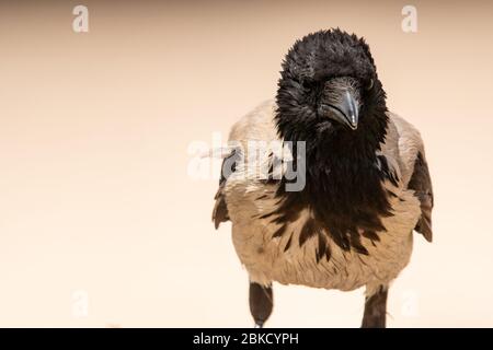 Hooded Crow (Corvus cornix) Stock Photo