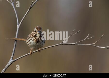 song sparrow (Melospiza melodia) in spring Stock Photo