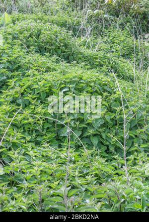 Patch of backlit nettle leaves in morning sunlight on field manure heap. Metaphor painful, foraged wild foods. Bed of nettles, nettle patch UK. Stock Photo