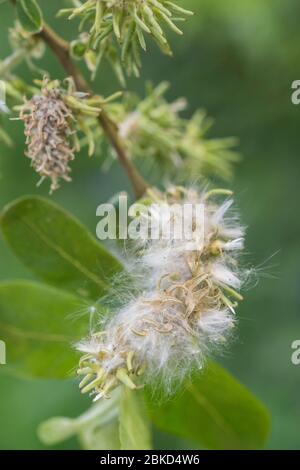 Fluffy female flower catkins of Goat Willow / Salix caprea which favours damp ground habitats. Medicinal Willow species once used in herbal remedies. Stock Photo