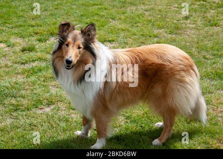 Beautifully well groomed rough coated black and sable female collie standing  on the lawn in the garden Stock Photo