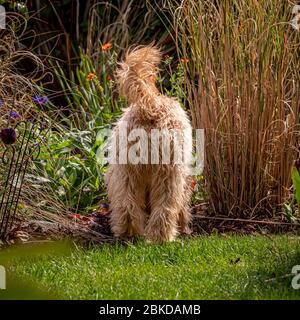 Rear end of cockapoo dog digging in garden flower bed Stock Photo