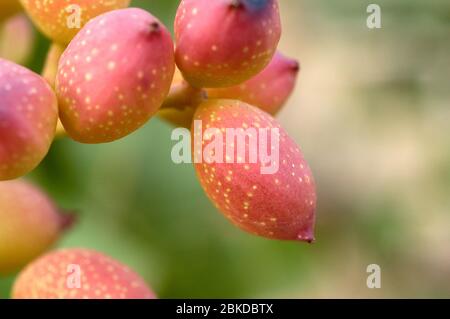 Macro image of growing Pistachio Nuts on tree in orchard. Stock Photo