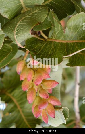 Pistachio nuts ripening on tree. The outer shell is still at this stage moist and semi-soft. Stock Photo