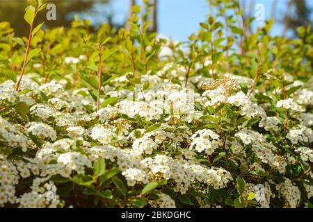 Lush spring white flowering of Spiraea or Bridal Wreath in a sunlight. Spiraea is deciduous ornamental shrub often grown as hedges. Plant for gardenin Stock Photo