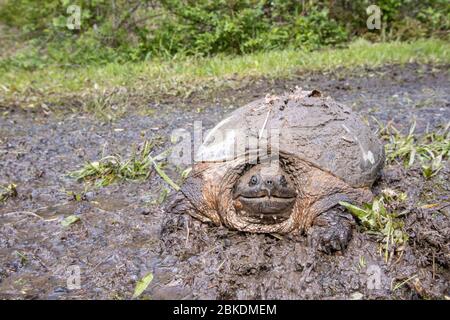 Common snapping turtle covered in mud - Chelydra serpentina Stock Photo