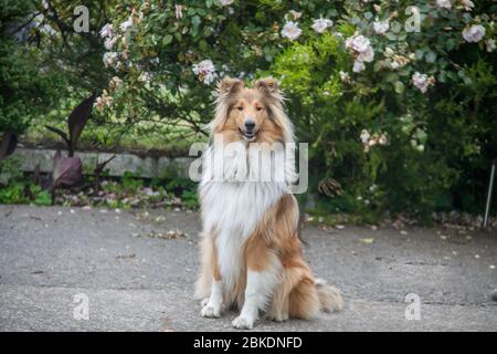 Beautifully well groomed rough coated black and sable female collie sitting  on the pathway in front of the roses in the garden Stock Photo