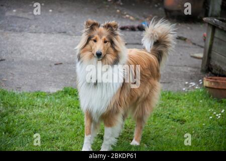 Beautifully well groomed rough coated black and sable female collie standing alert on the lawn in the garden with tail curled up Stock Photo