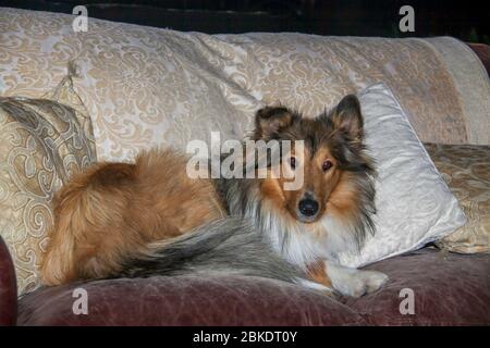 Beautifully well groomed rough coated black and sable female collie lying on the carpet in the lounge Stock Photo