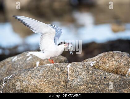 Common Tern (Sterna hirundo) landing on a rock with a sprat in its beak to feed a fledgling towards end of summer - east coast of Ireland. Stock Photo