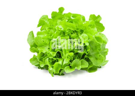 Raw organic green oak lettuce on white isolated background with clipping path. Fresh green oak lettuce have high fiber and vitamin, sweet taste, crisp Stock Photo