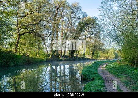 Tree reflections along the Oxford canal on a spring morning. Lower Heyford, Oxfordshire, England Stock Photo