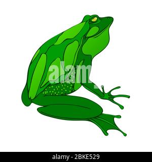 Bright green big frog drawing vector. isolated on white background. Stock Vector