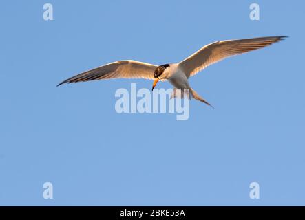 Forster's Terns (Terna forsteri) soaring in the blue sky and looking for fish, Galveston, Texas Stock Photo