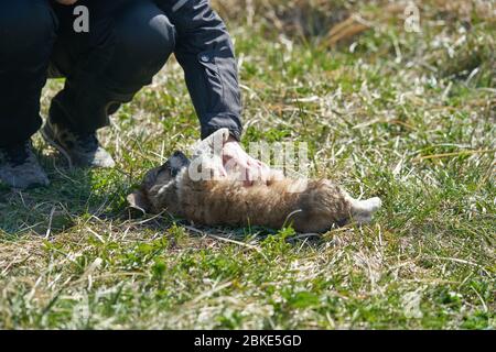 Puppy resting in the grass. Close up photo. Stock Photo