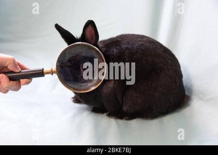 Woman's hand holding a magnifying glass in front of a black Netherland Dwarf rabbit, enlarging its eye. Stock Photo