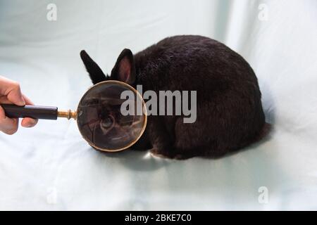 Woman's hand holding a magnifying glass in front of a black Netherland Dwarf rabbit, enlarging its eye. Stock Photo