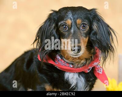 Dachshund, sitting inside, long haired looking at camera, portrait Stock Photo