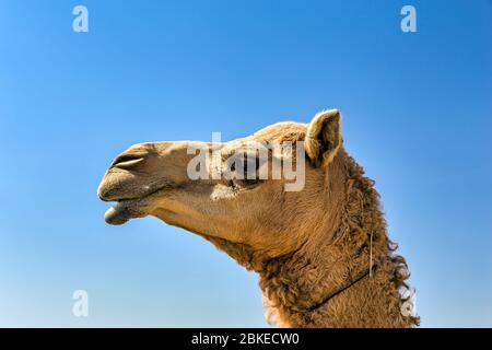 Camel Head Closeup Portrait in Desert. Stock Photo