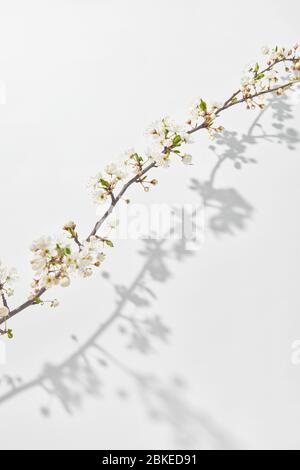 Greeting card with fresh branch of cherry tree with shadows on white. Stock Photo