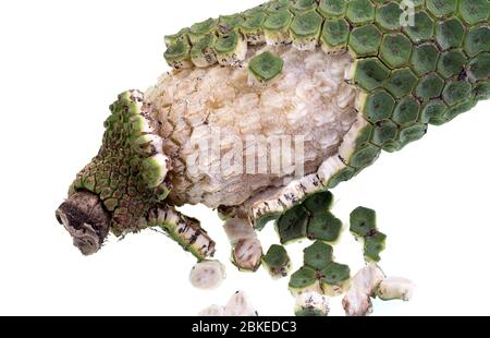 Mature fruit of the Monstera deliciosa, with the outer green sections falling off and revealing the white interior flesh on a hard core. Stock Photo