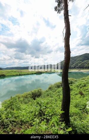 Pine tree beside a beautiful river. Andong, Gyeongsangbuk-do, Korea. Stock Photo