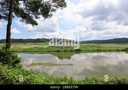 Pine tree beside a beautiful river. Andong, Gyeongsangbuk-do, Korea. Stock Photo