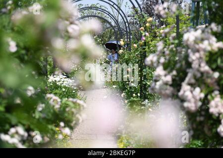 Hefei, China's Anhui Province. 4th May, 2020. A tourist enjoys her leisure time at a garden during the Labor Day holiday in Hefei, east China's Anhui Province, May 4, 2020. Credit: Zhang Duan/Xinhua/Alamy Live News Stock Photo