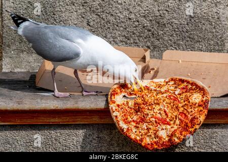 Pizza Eating Seagull Pin -  Sweden