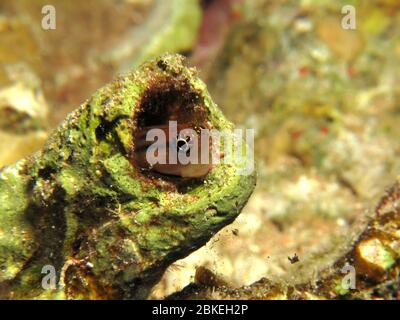 Red Sea combtooth blenny. (Ecsenius dentex) Stock Photo