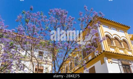 Jacaranda tree in purple blossom in Cordoba, Spain Stock Photo
