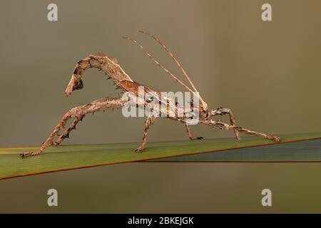 Male Malayan Jungle Nymph (Heteropteryx dilatata) Stock Photo